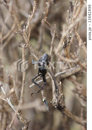 百舌鳥の早贄07 百舌鳥の早贄07 13682896