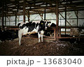 牛１ 13683040
