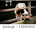 牛３ 13683042