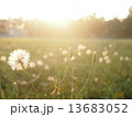 Sunset among the flowers 13683052