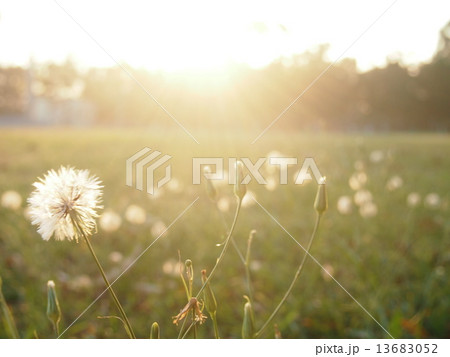 Sunset among the flowers 13683052