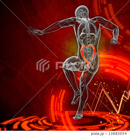 Human digestive system large intestine 13683054