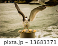 かもめ 13683371