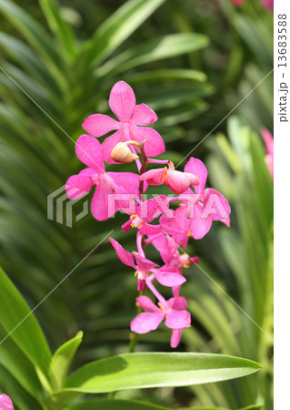 blossom pink orchid blossom pink orchid 13683588