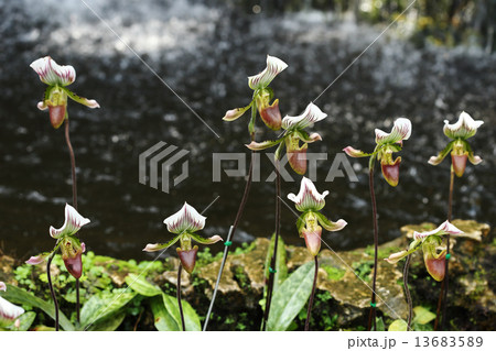 Lady Slipper Orchid Paphiopedilum 13683589
