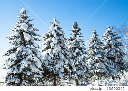 冬の針葉樹の写真素材