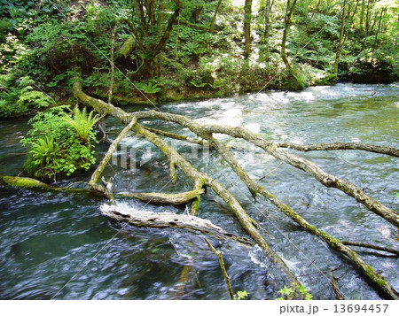 奥入瀬渓谷 13694457