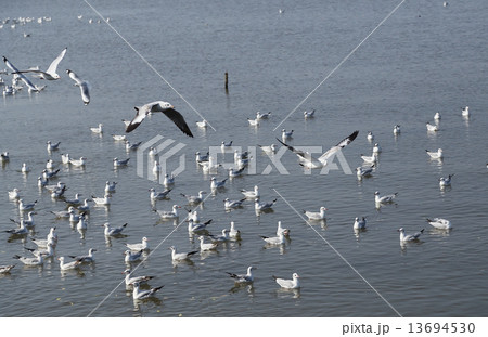Seagull flying at Bang Pu beach Seagull flying at Bang Pu beach 13694530