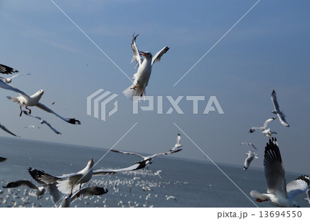 Seagull flying under the sky at Bang Pu beach Seagull flying under the sky at Bang Pu beach 13694550