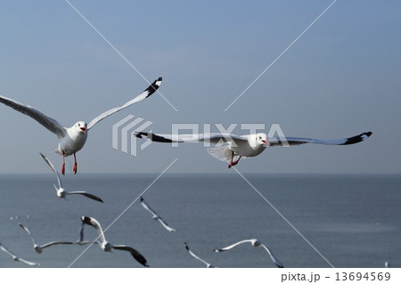 Seagull flying under the sky 13694569
