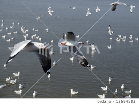 Seagull flying 13694583