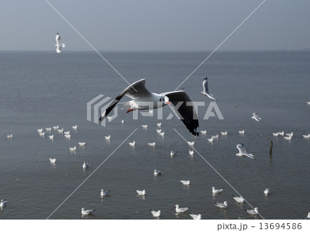 Seagull flying under the sky Seagull flying under the sky 13694586