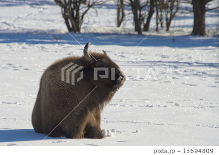 european bison on snow european bison on snow 13694809