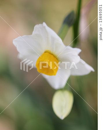 雨に濡れ朝日を浴びている親子の花(スイセン) 13695051