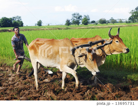 Cambodian Local Farmer Ploughing The Soil Cambodian Local Farmer Ploughing The Soil 13695731
