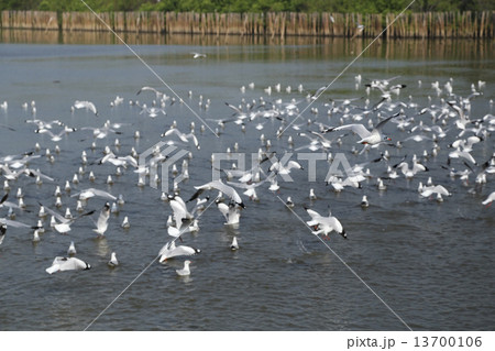 Seagull flying 13700106