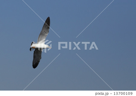 Seagull flying under the sky 13700109