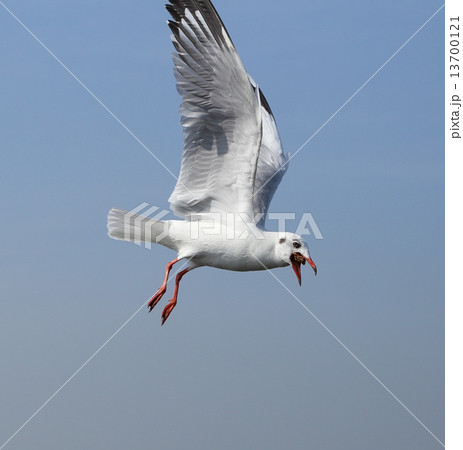 Seagull flying under the sky 13700121