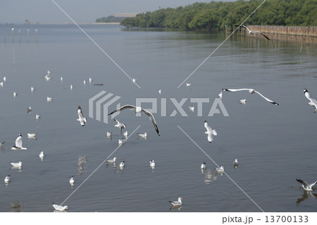Seagull flying 13700133