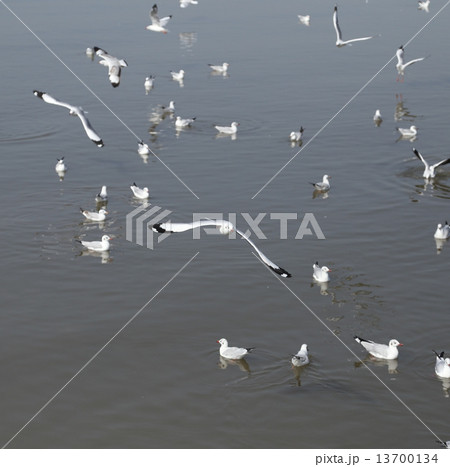 Seagull flying Seagull flying 13700134