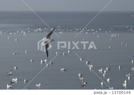 Seagull flying 13700149
