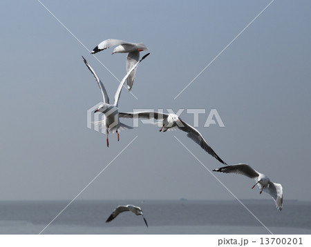 Seagull flying under the sky Seagull flying under the sky 13700201