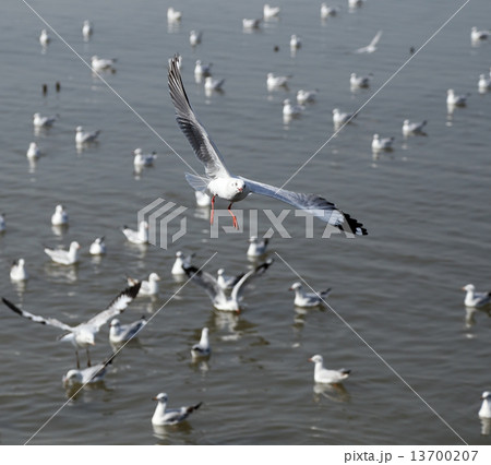 Seagull flying Seagull flying 13700207