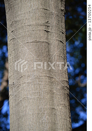 シラカシ（白樫） 13700254