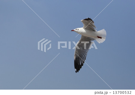 Seagull flying under the sky Seagull flying under the sky 13700532
