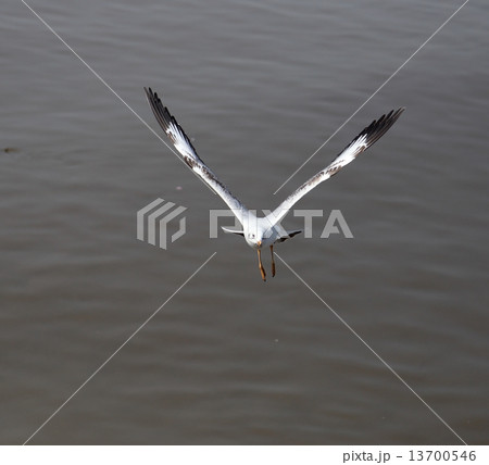 Seagull flying Seagull flying 13700546