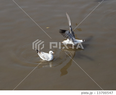 Seagull flying Seagull flying 13700547