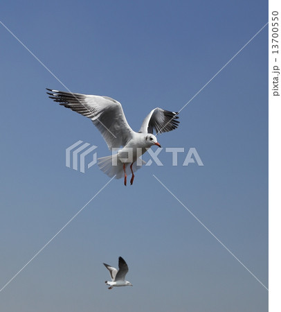 Seagull flying under the sky Seagull flying under the sky 13700550