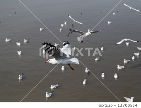 Seagull flying Seagull flying 13700554