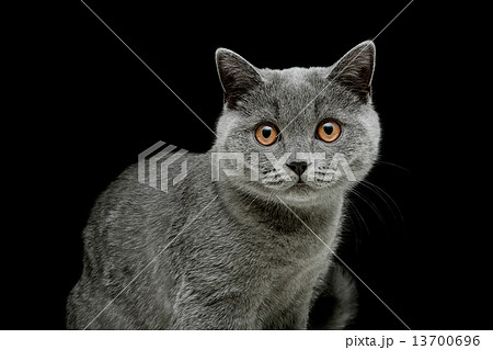 gray cat with yellow eyes on a black background 13700696
