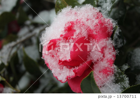 雪と華 雪と華 13700711