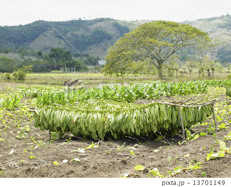 tobacco harvest, Ciego de Avila Province, Cuba 13701149
