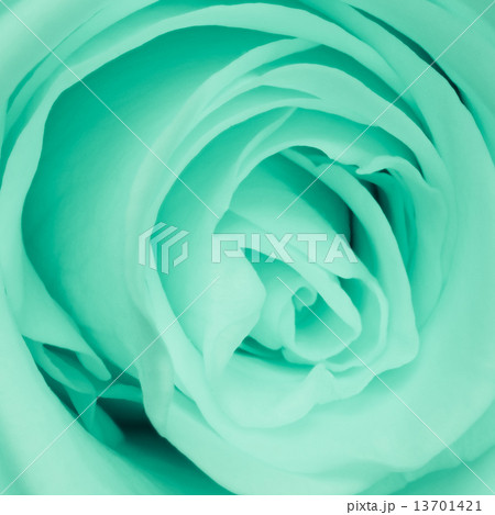 green rose close up 13701421