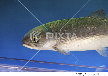 幻の魚「国鱒（クニマス」 顔 13701595