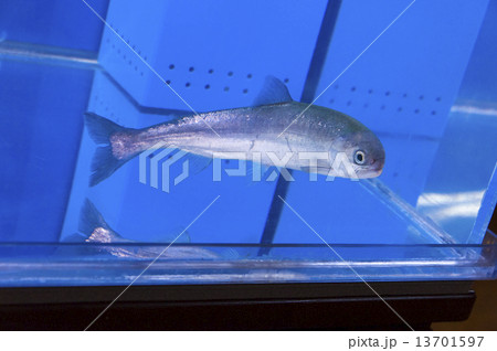 幻の魚「国鱒（クニマス」 全身（右側） 13701597