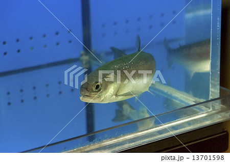 幻の魚「国鱒（クニマス」 半身（左側） 13701598