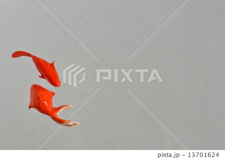 金魚 13701624
