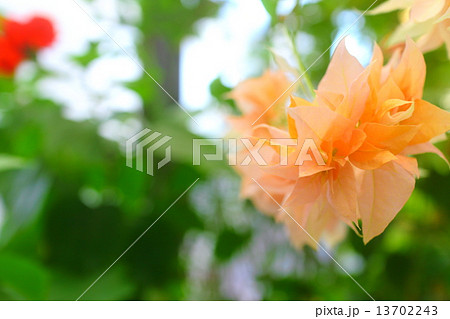 ブーゲンビリア 13702243