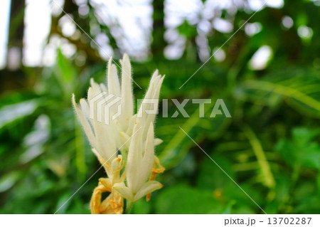 ホワイトキャンドル 13702287