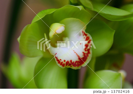 シンビジウム　ツクモエース’サンバス’ 13702416