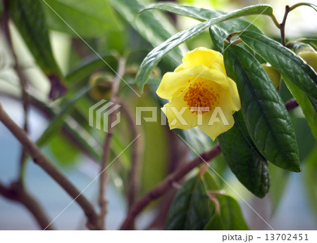 キンカチャ キンカチャ 13702451