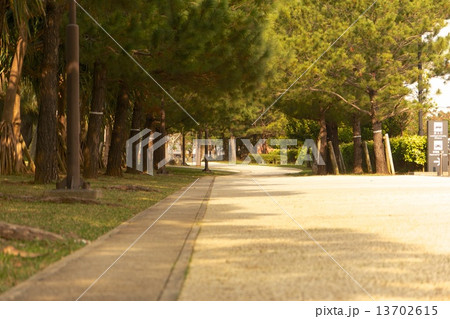 散歩道 13702615