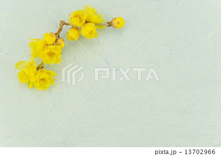 ロウバイと和紙　 13702966