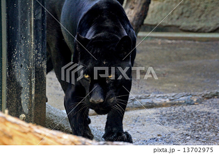 クロヒョウの写真素材