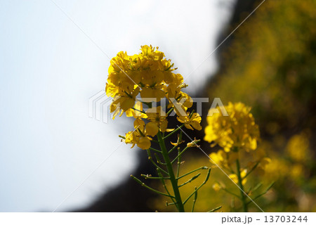 菜の花 13703244