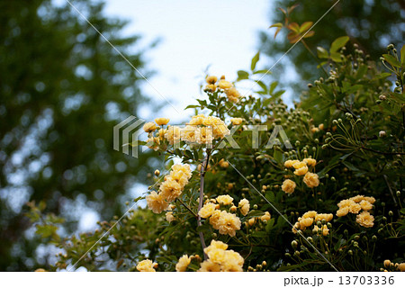 モッコウバラ モッコウバラ 13703336